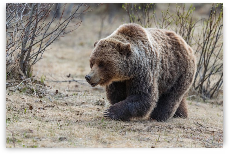 Grizzly Boar by Randy Tremblay Photography
