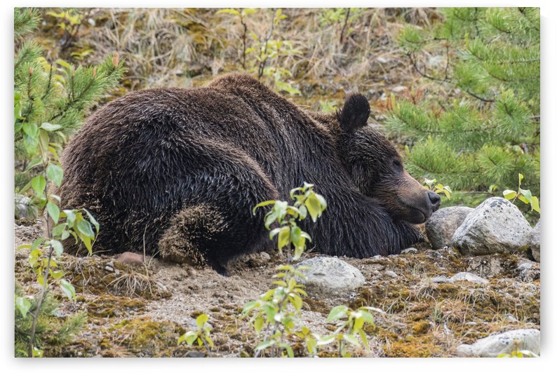 Grizzly Boar by Randy Tremblay Photography