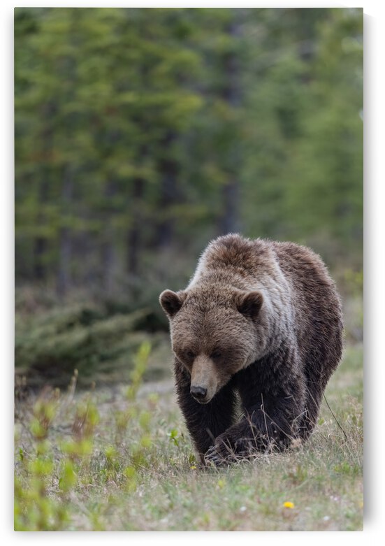 Grizzly Boar by Randy Tremblay Photography