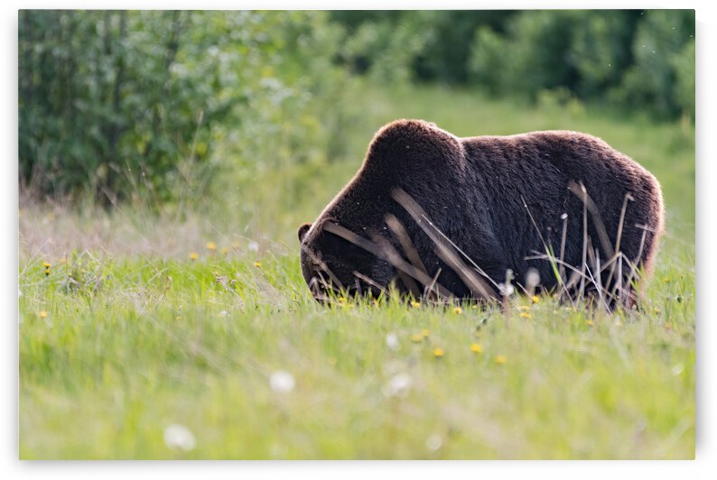 Grizzly Boar by Randy Tremblay Photography
