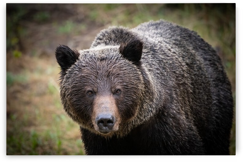 Grizzly Boar by Randy Tremblay Photography