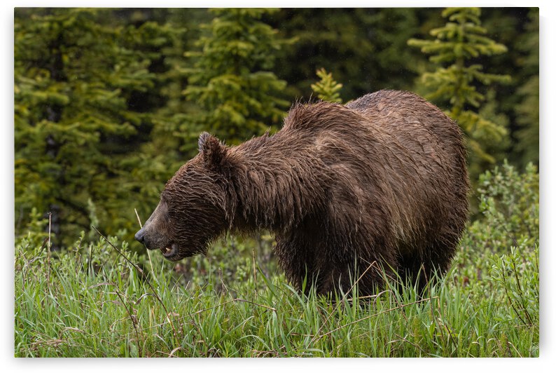 Grizzly Sow by Randy Tremblay Photography