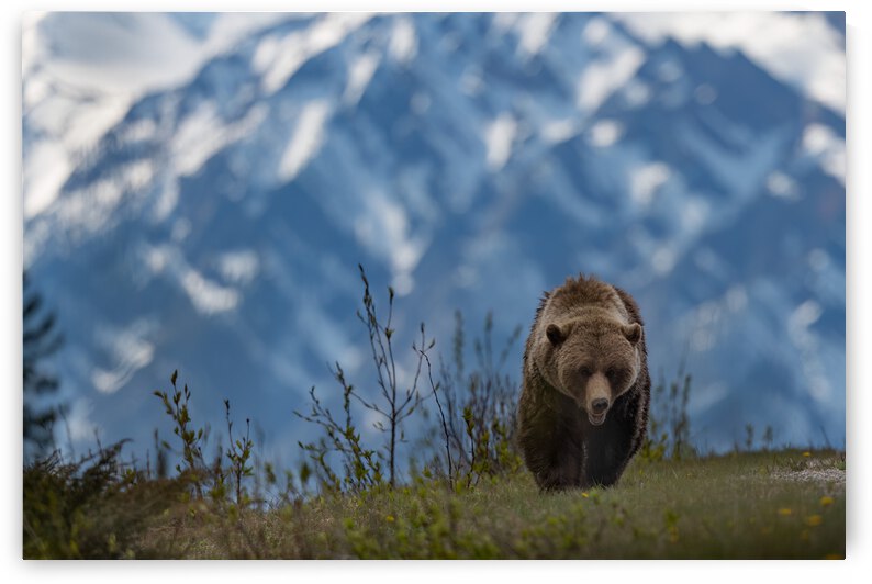 Grizzly Boar by Randy Tremblay Photography