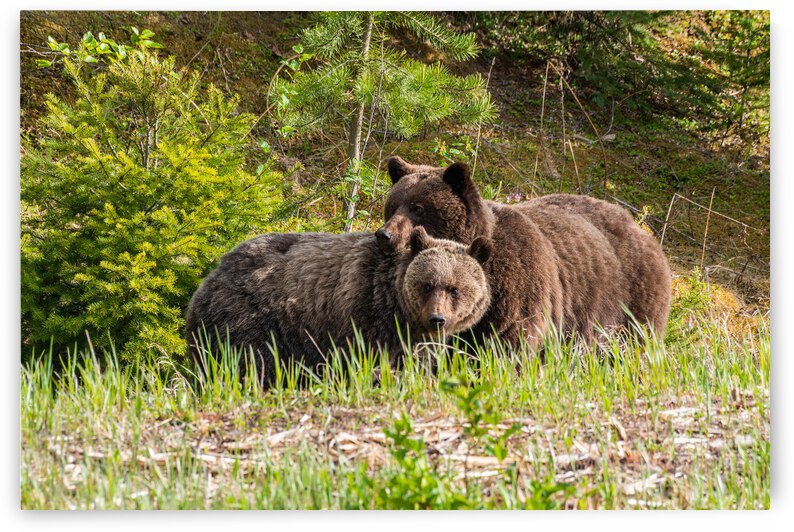Grizzly Sow with Cub by Randy Tremblay Photography