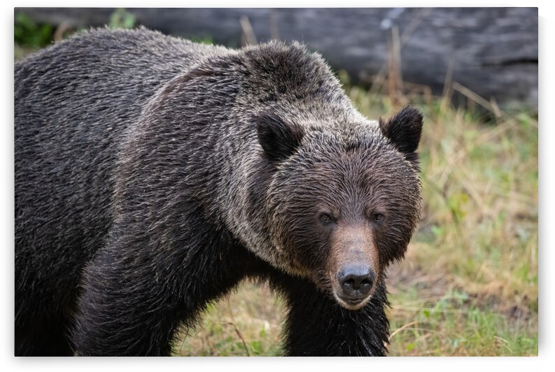 Grizzly Boar by Randy Tremblay Photography