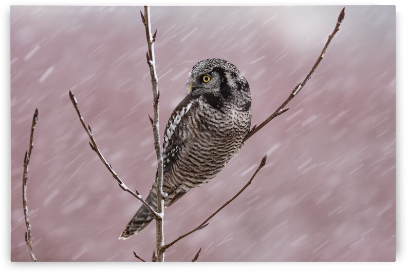 Northern Hawk Owl by Randy Tremblay Photography