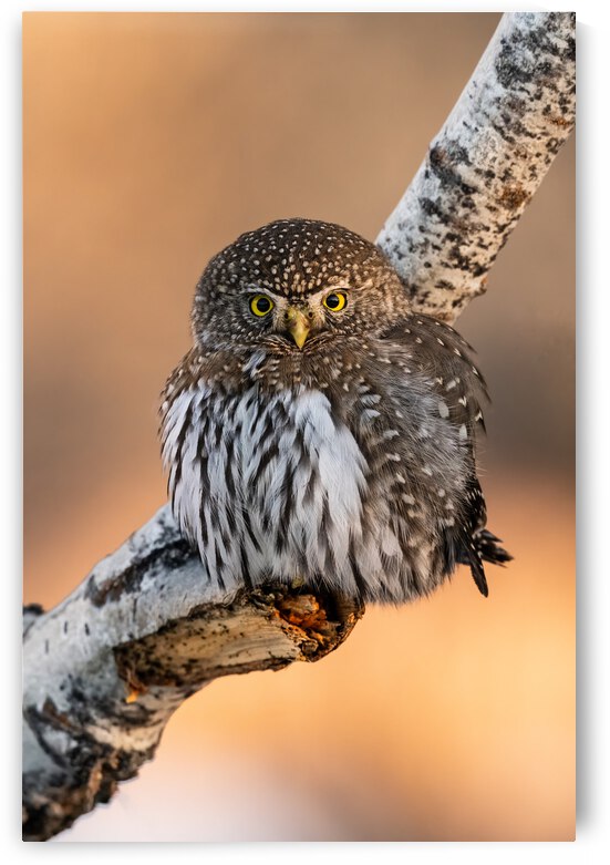 Northern Pygmy Owl by Randy Tremblay Photography