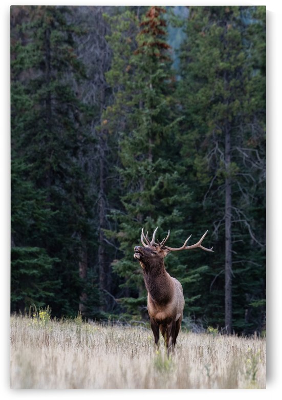 Bull Elk by Randy Tremblay Photography