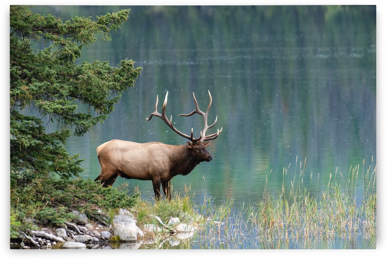 Bull Elk by Randy Tremblay Photography