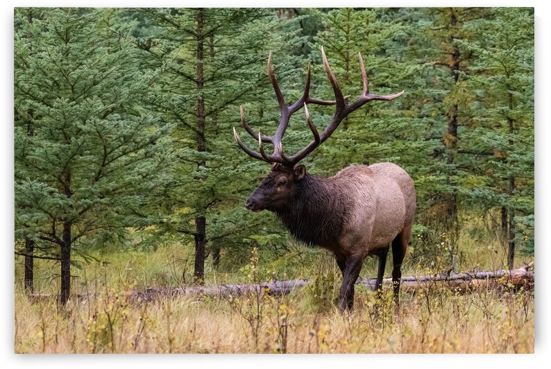 Bull Elk by Randy Tremblay Photography