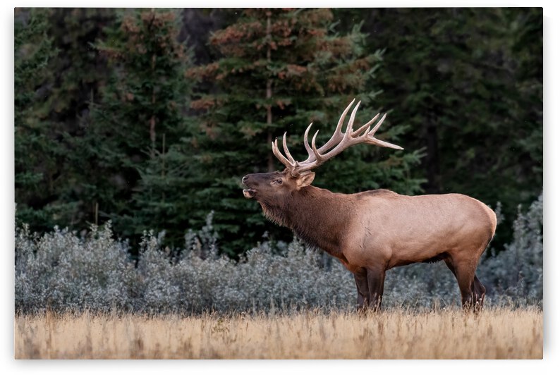 Bull Elk by Randy Tremblay Photography