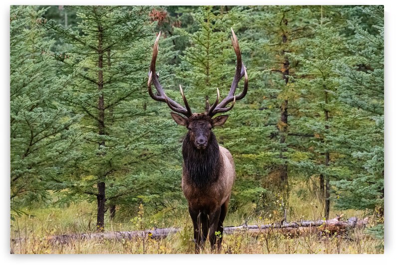 Bull Elk by Randy Tremblay Photography