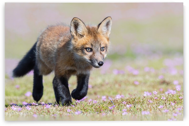 Red Fox Kit by Randy Tremblay Photography