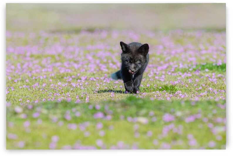 Red Fox Kit by Randy Tremblay Photography