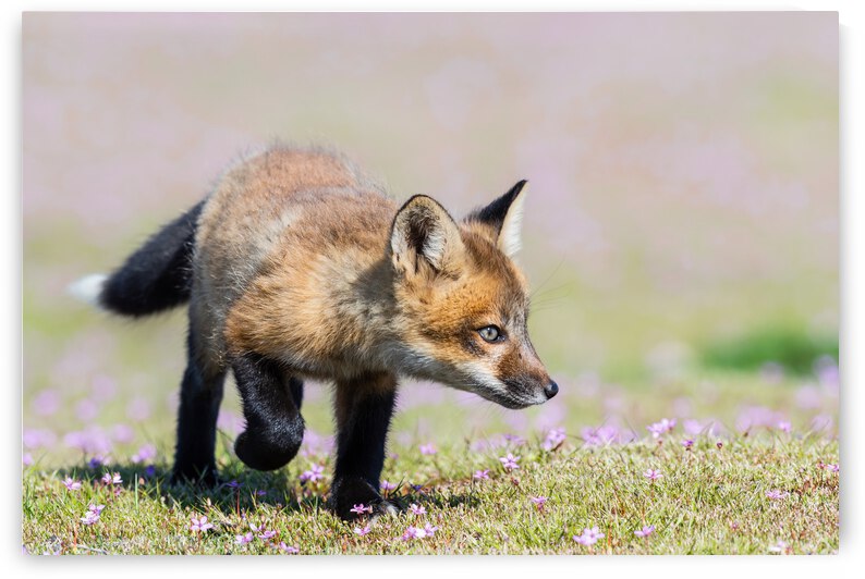 Red Fox Kit by Randy Tremblay Photography