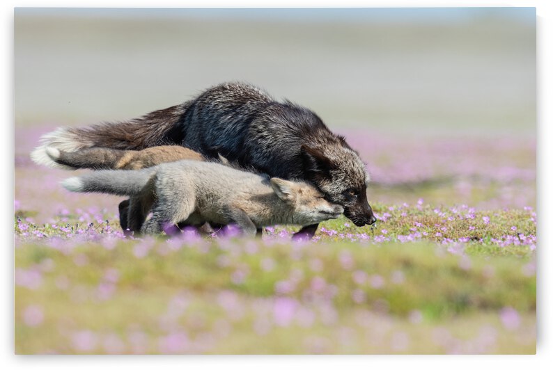 Red Fox with Kits by Randy Tremblay Photography