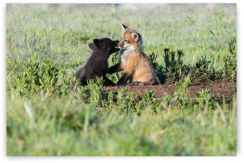 Red Fox Kits by Randy Tremblay Photography