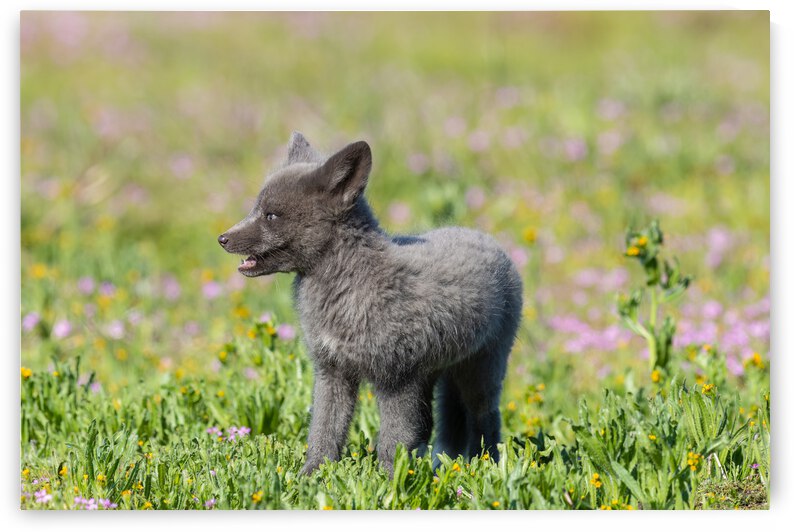 Red Fox Kit by Randy Tremblay Photography