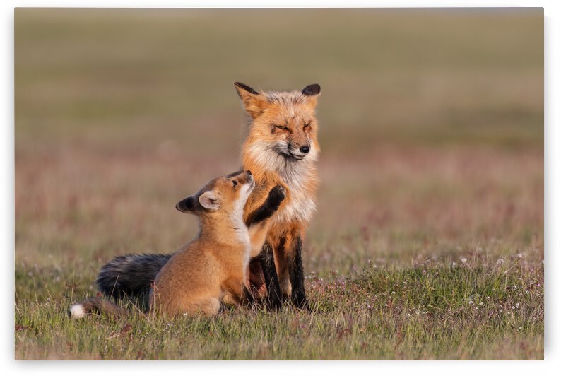 Red Fox with Kit by Randy Tremblay Photography