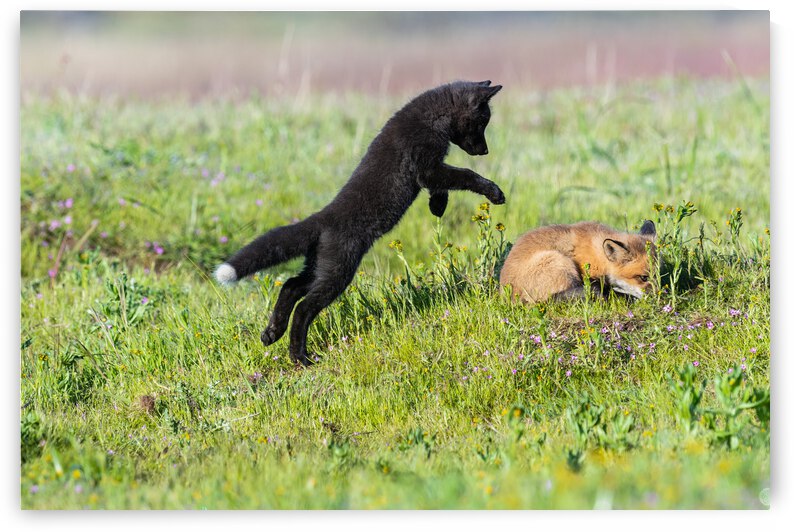 Red Fox Kits by Randy Tremblay Photography