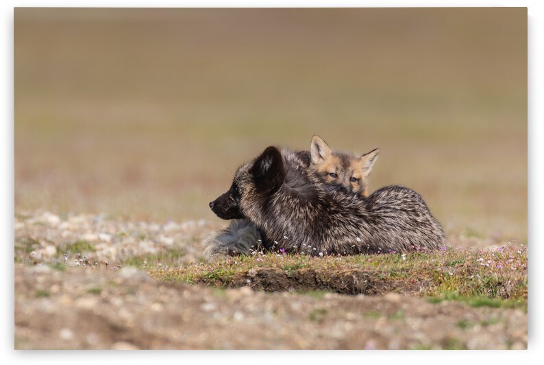 Red Fox with Kit by Randy Tremblay Photography