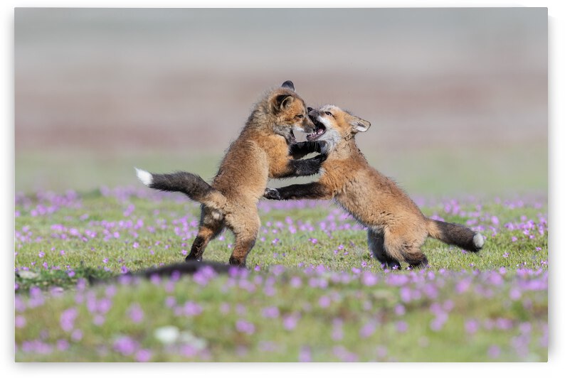 Red Fox Kits by Randy Tremblay Photography