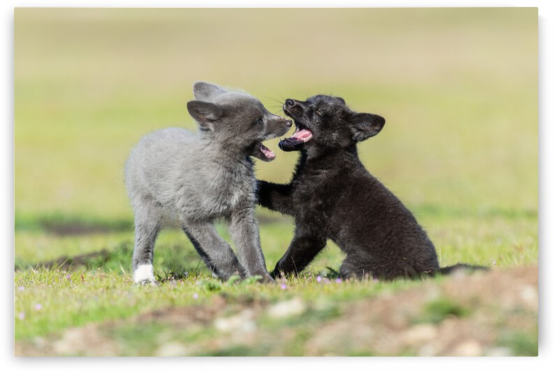 Red Fox Kits by Randy Tremblay Photography