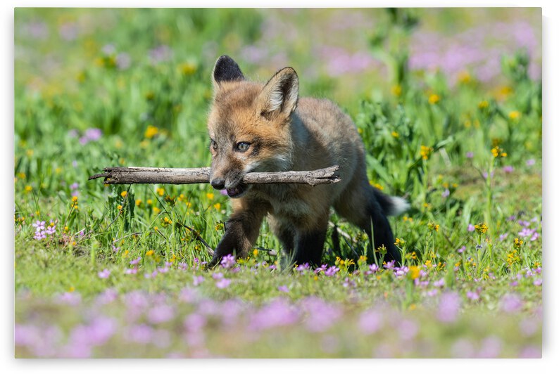 Red Fox Kit by Randy Tremblay Photography