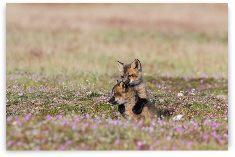 Red Fox Kits by Randy Tremblay Photography