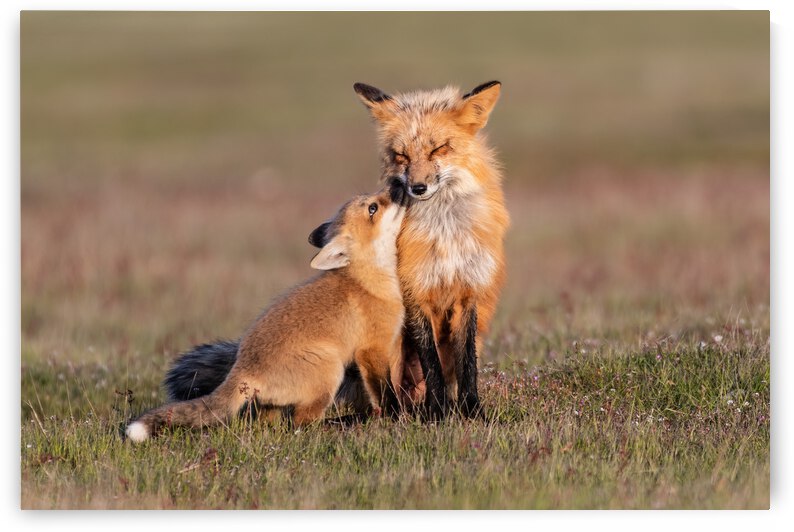 Red Fox with Kit by Randy Tremblay Photography
