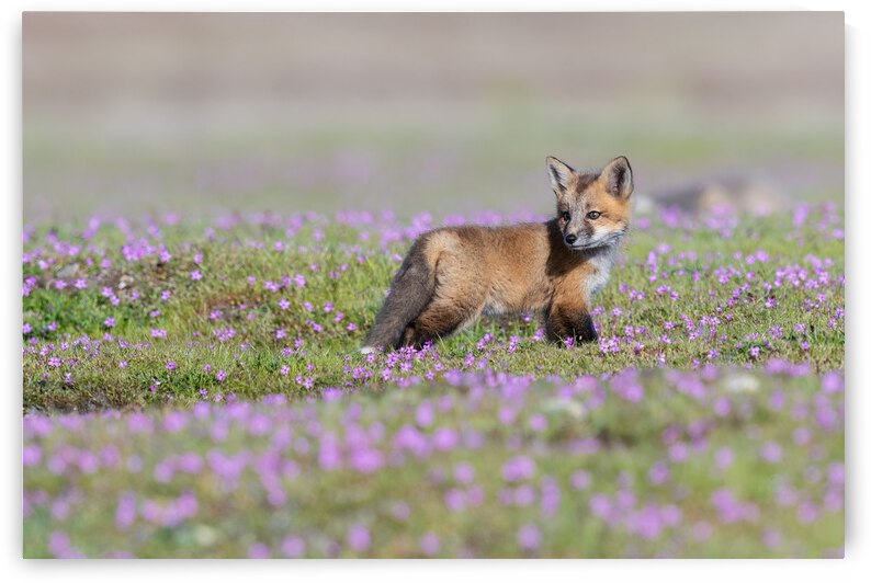 Red Fox Kit by Randy Tremblay Photography