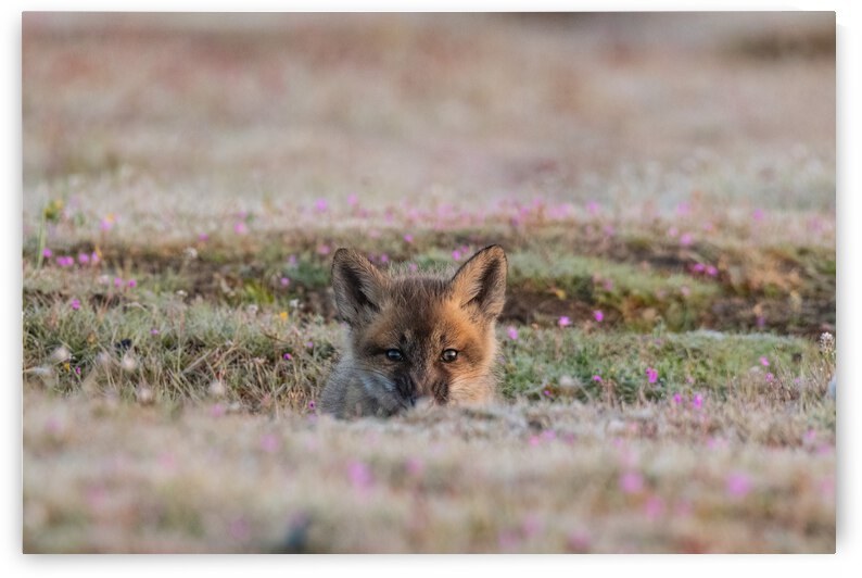 Red Fox Kit by Randy Tremblay Photography
