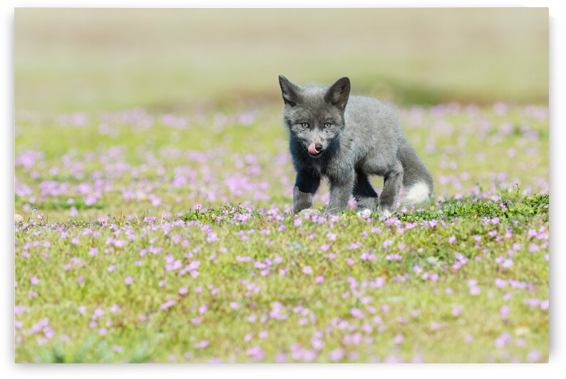 Red Fox Kit by Randy Tremblay Photography