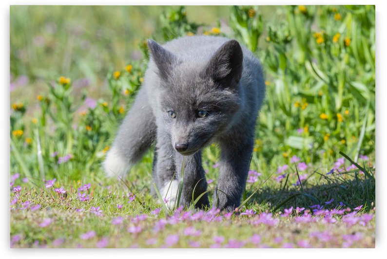 Red Fox Kit by Randy Tremblay Photography