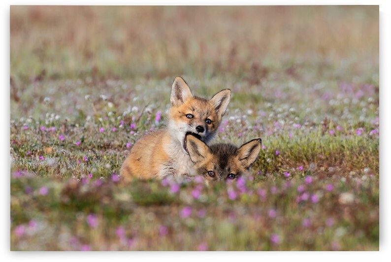 Red Fox Kits by Randy Tremblay Photography