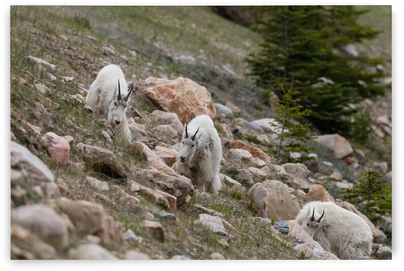 Mountain Goats by Randy Tremblay Photography