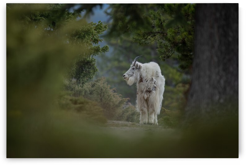 Mountain Goat by Randy Tremblay Photography