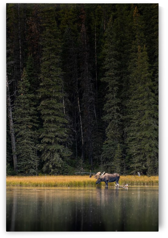 Bull Moose by Randy Tremblay Photography