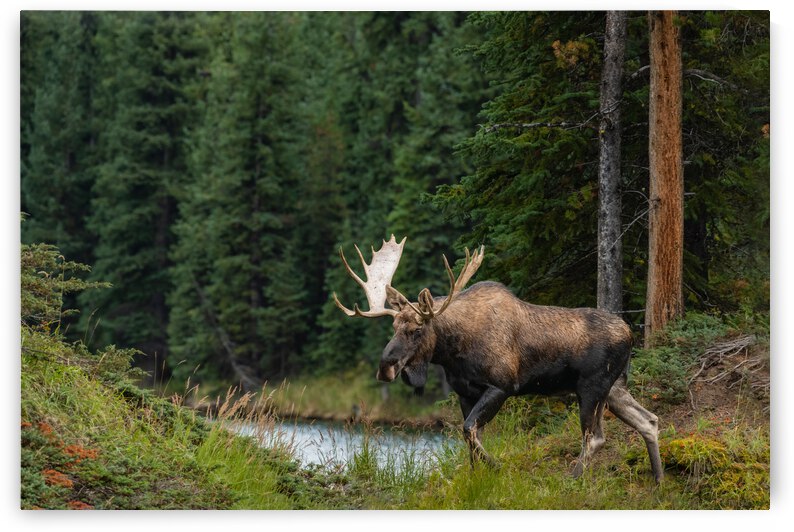 Bull Moose by Randy Tremblay Photography