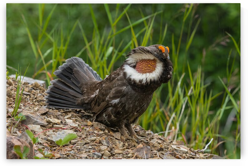 Male Sooty Grouse by Randy Tremblay Photography