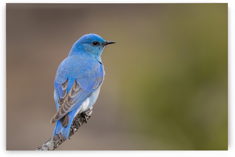 Male Mountain Bluebird by Randy Tremblay Photography