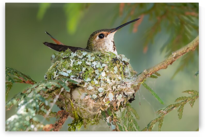 Female Rufous Hummingbird by Randy Tremblay Photography