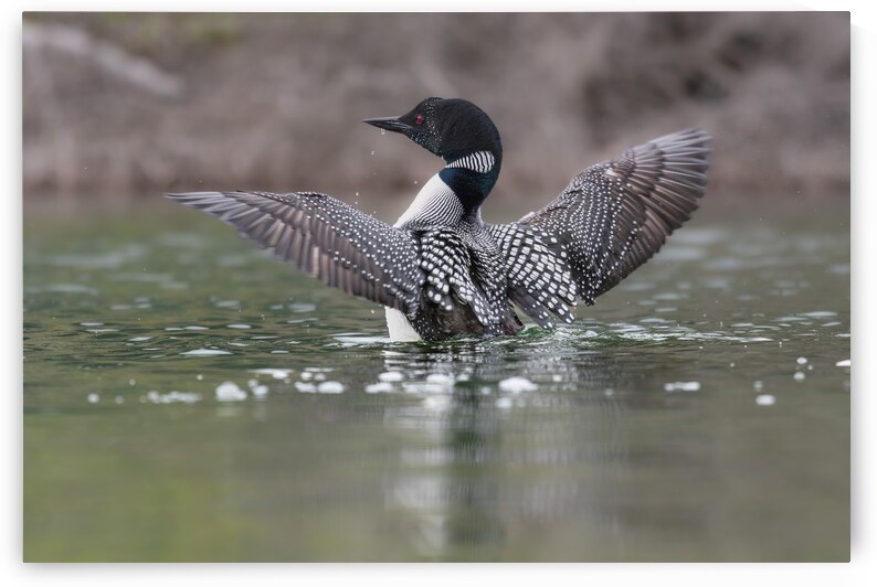 Common Loon by Randy Tremblay Photography