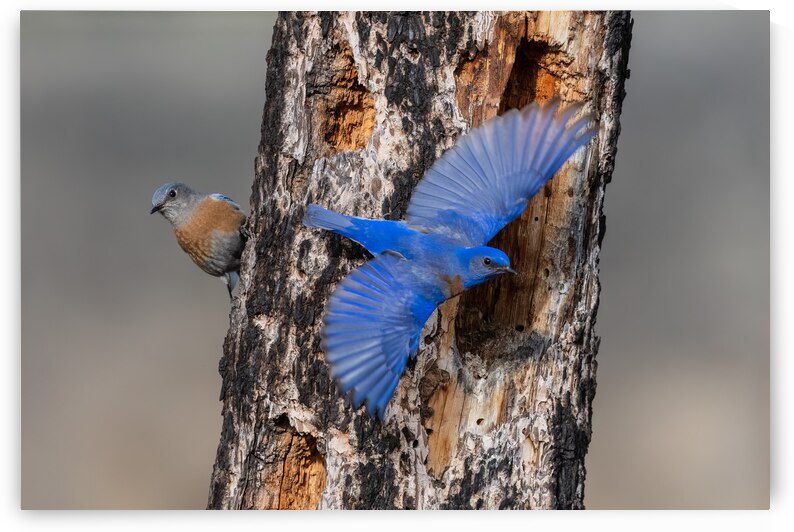 Western Bluebirds by Randy Tremblay Photography