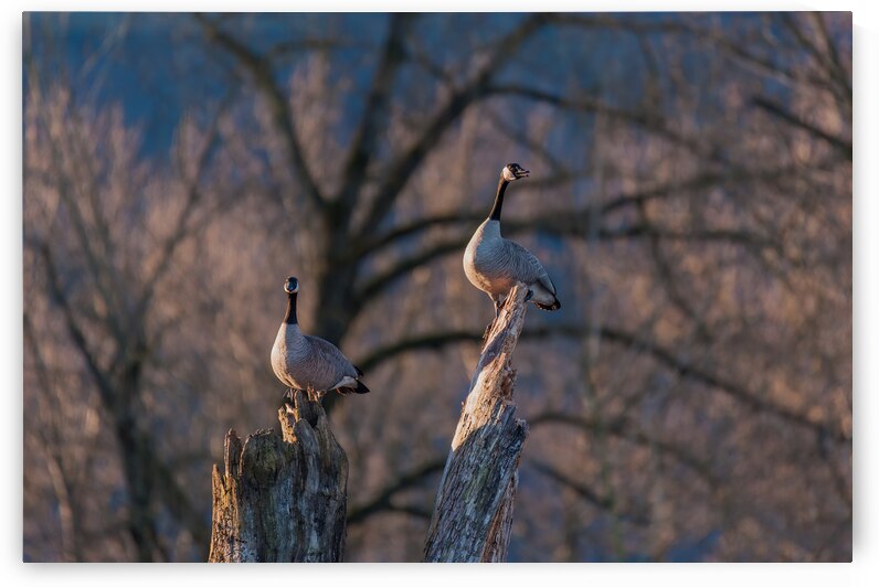 Canadian Geese by Randy Tremblay Photography