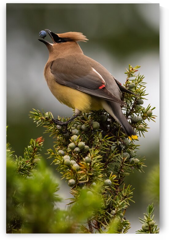 Cedar Waxwing by Randy Tremblay Photography