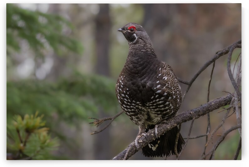 Male Spruce Grouse by Randy Tremblay Photography