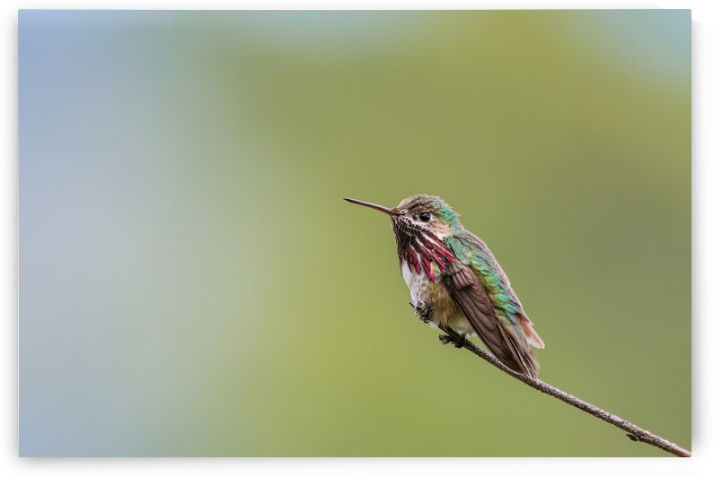 Male Calliope Hummingbird by Randy Tremblay Photography