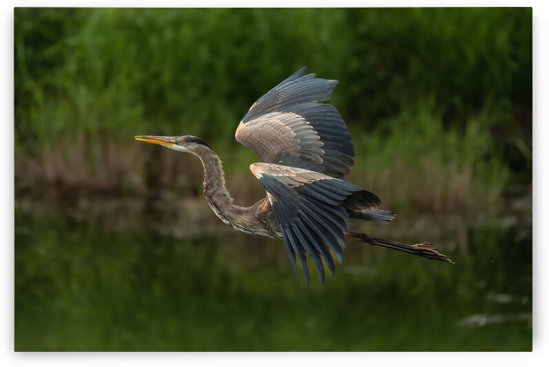 Great Blue Heron by Randy Tremblay Photography