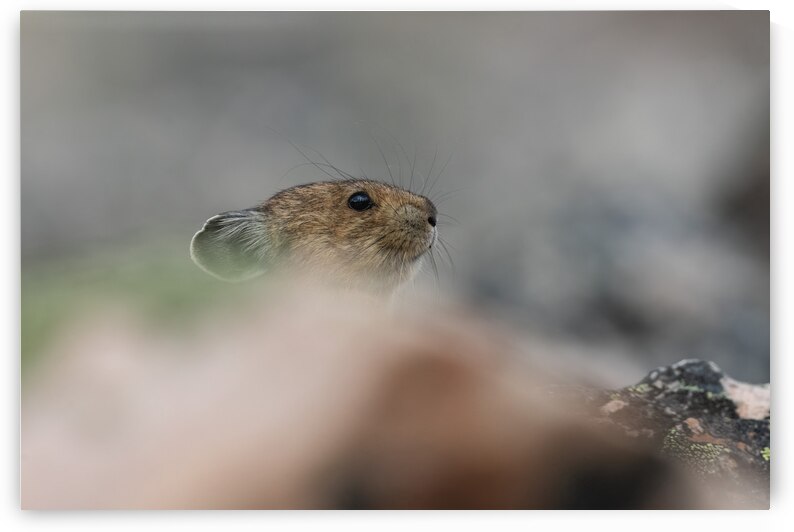American Pika by Randy Tremblay Photography